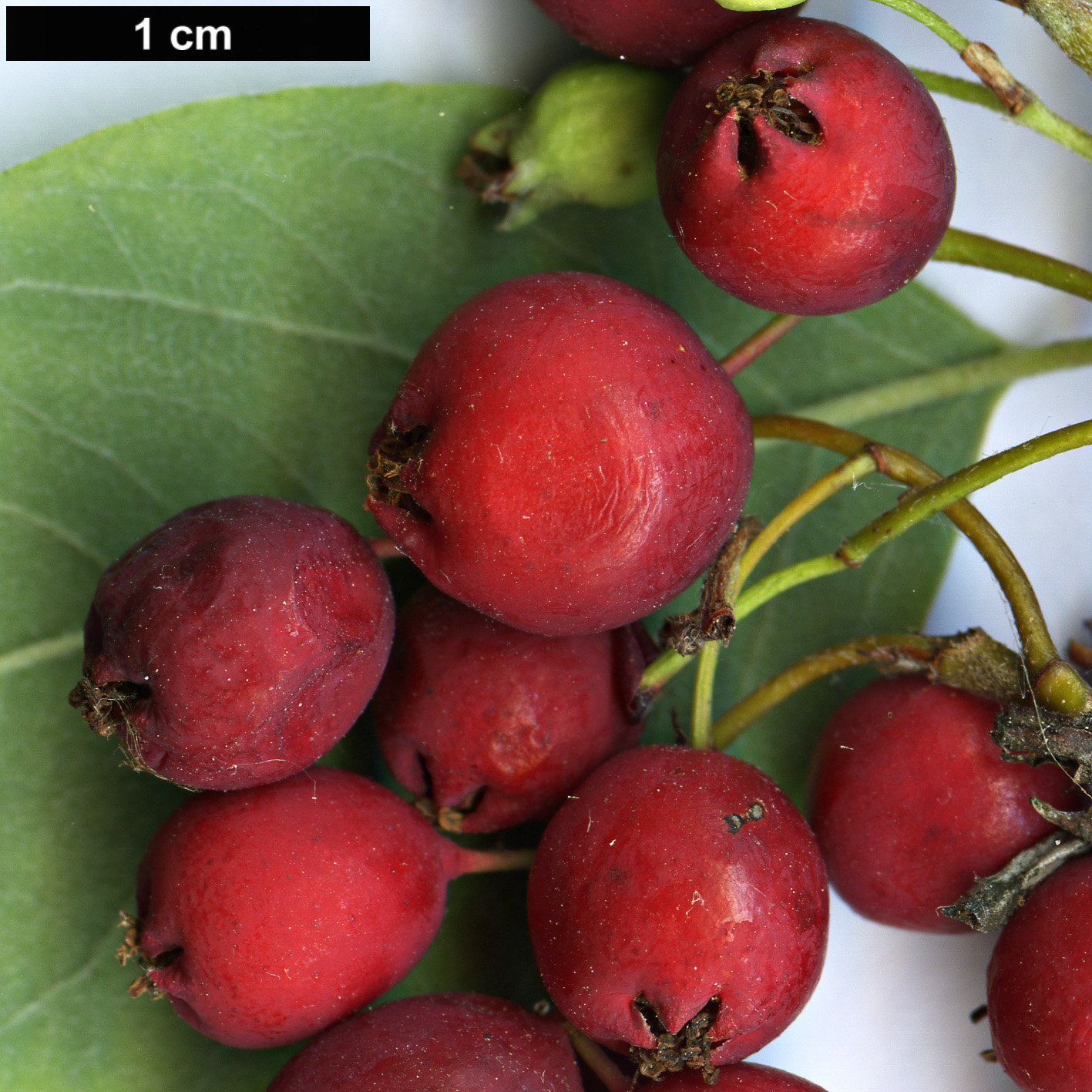 High resolution image: Family: Rosaceae - Genus: Cotoneaster - Taxon: cinovskisii